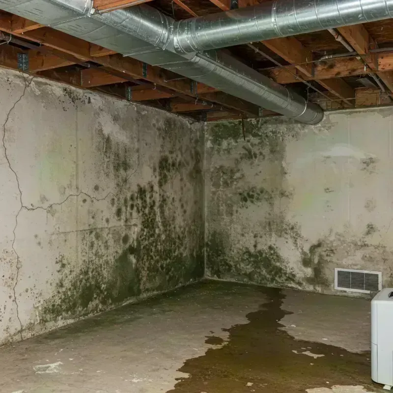 Professional Mold Removal in Osage County, MO